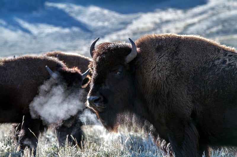 Yellowstone National Park