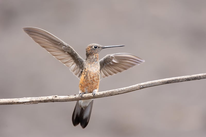 Hummingbird